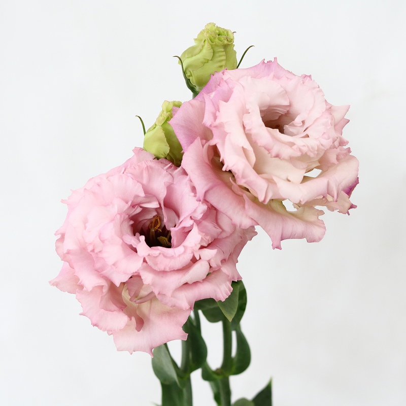 ラブリートルコ キキョウ セレブ ピンク 最高の花の画像