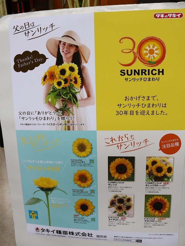太陽がいっぱい!! サンリッチひまわり30周年記念 | 株式会社大田花き