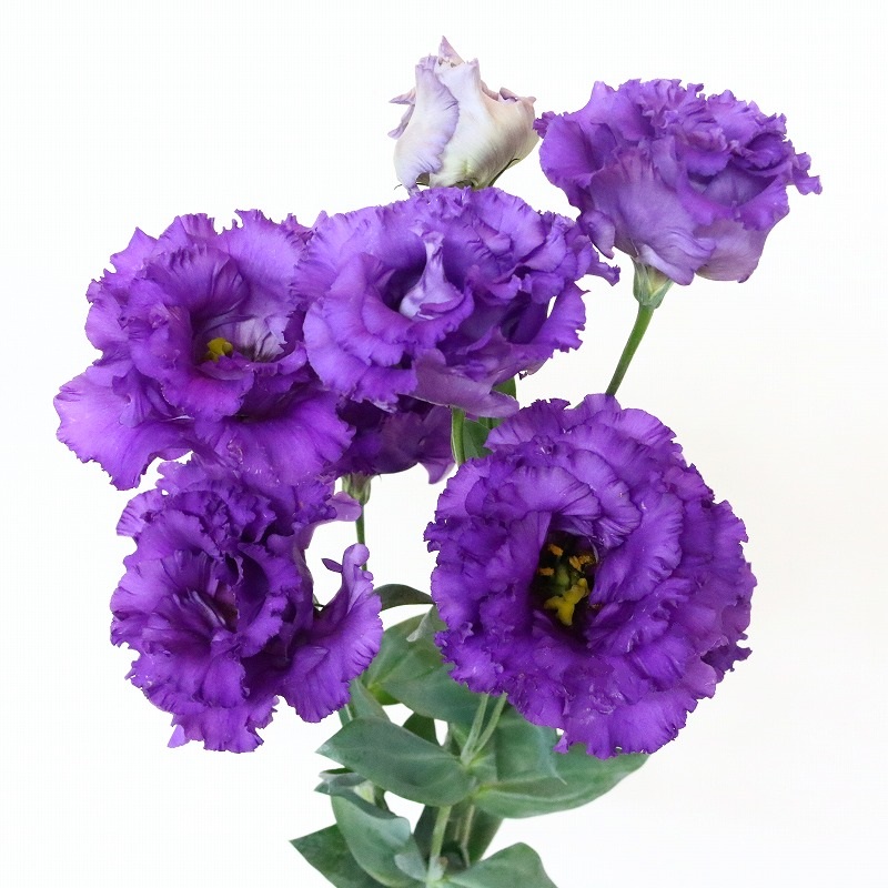 最も人気のある トルコキキョウ 紫 ベール3型ブルー 3057