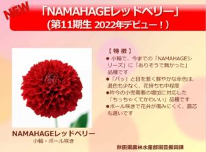 NAMAHAGEダリア選抜総選挙 2022 | 株式会社大田花き