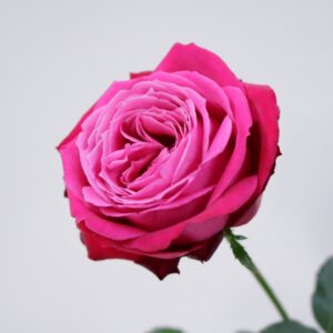 230529_rose520