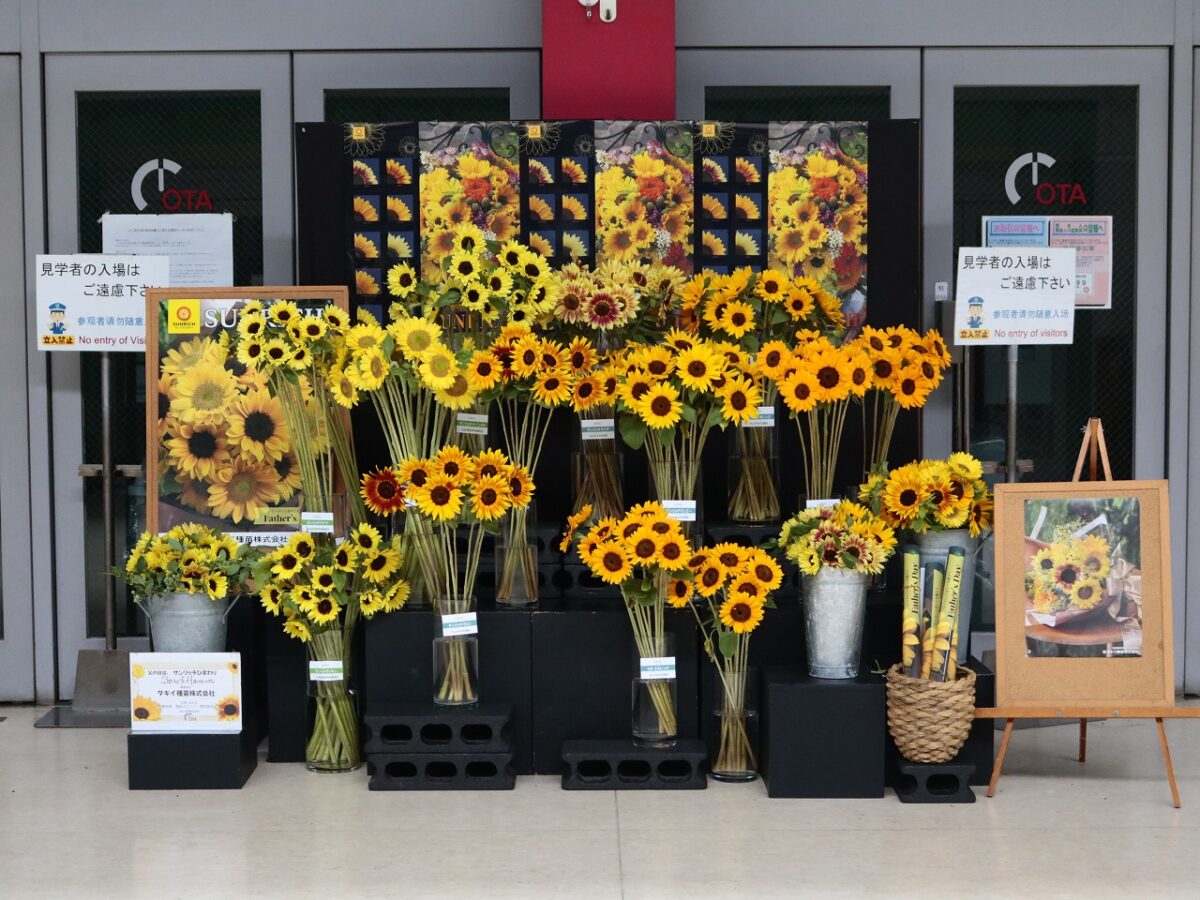 父の日に贈る！「サンリッチひまわり」 - 株式会社大田花き